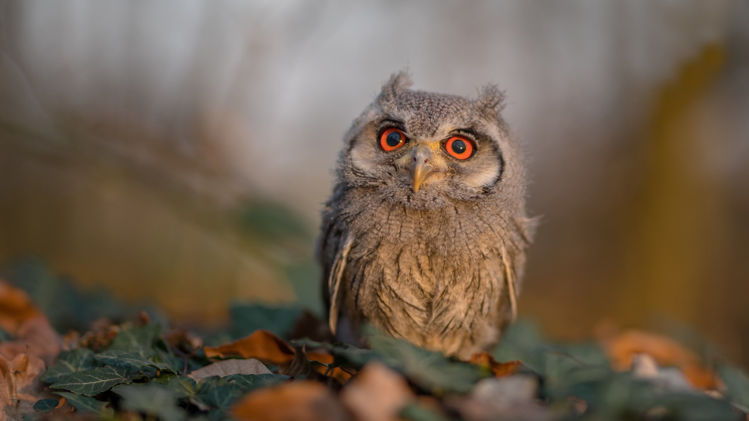_国内联赛:激烈竞争引燃本土网球市场_,国内赛事数据最全的网球网站