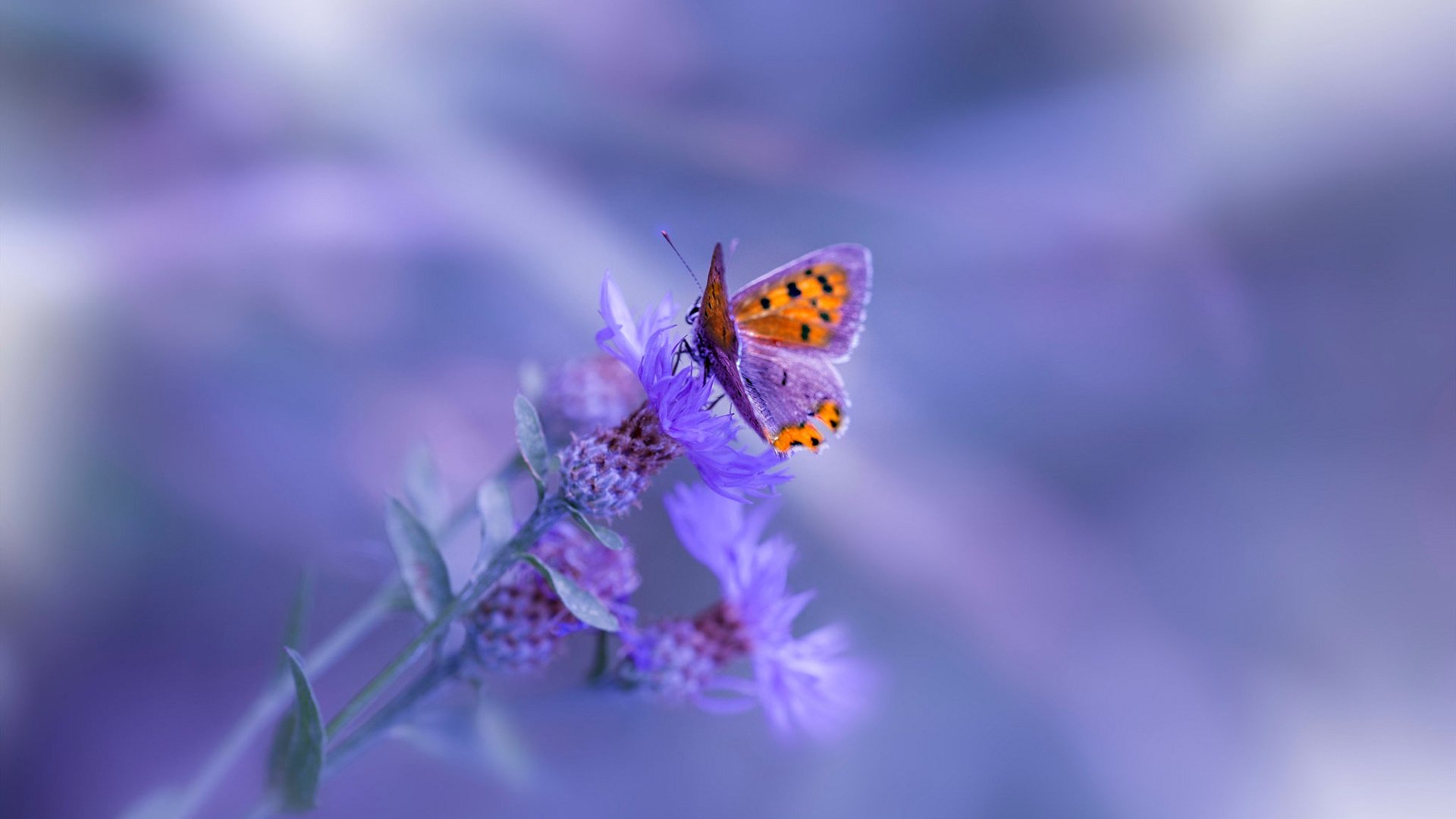 华体会hthapp注册-广场舞促进中外文化交流与合作，广场舞文化的问题及解决措施