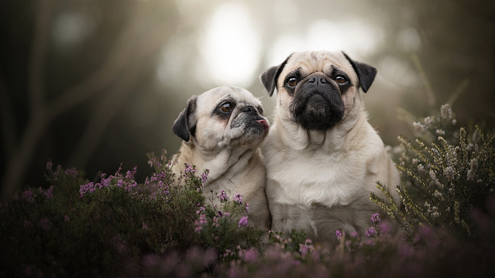 新兴市场:亚洲赛道成为焦点,亚洲新兴市场指数