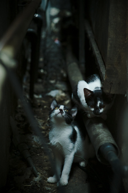 法甲赛场上,精彩进球、战术变化成为最大亮点,法甲联赛进球系数