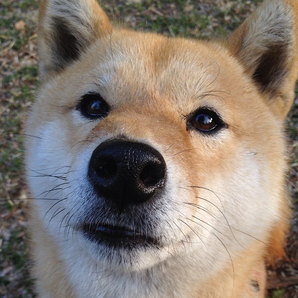 高尔夫尊中国室内公开赛吸引青少年球员参赛,高尔夫 中国