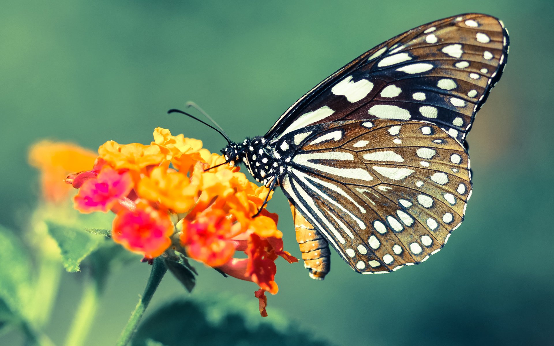 华体会手机在线-汉堡队客场失利，降级形势岌岌可危，汉堡 队