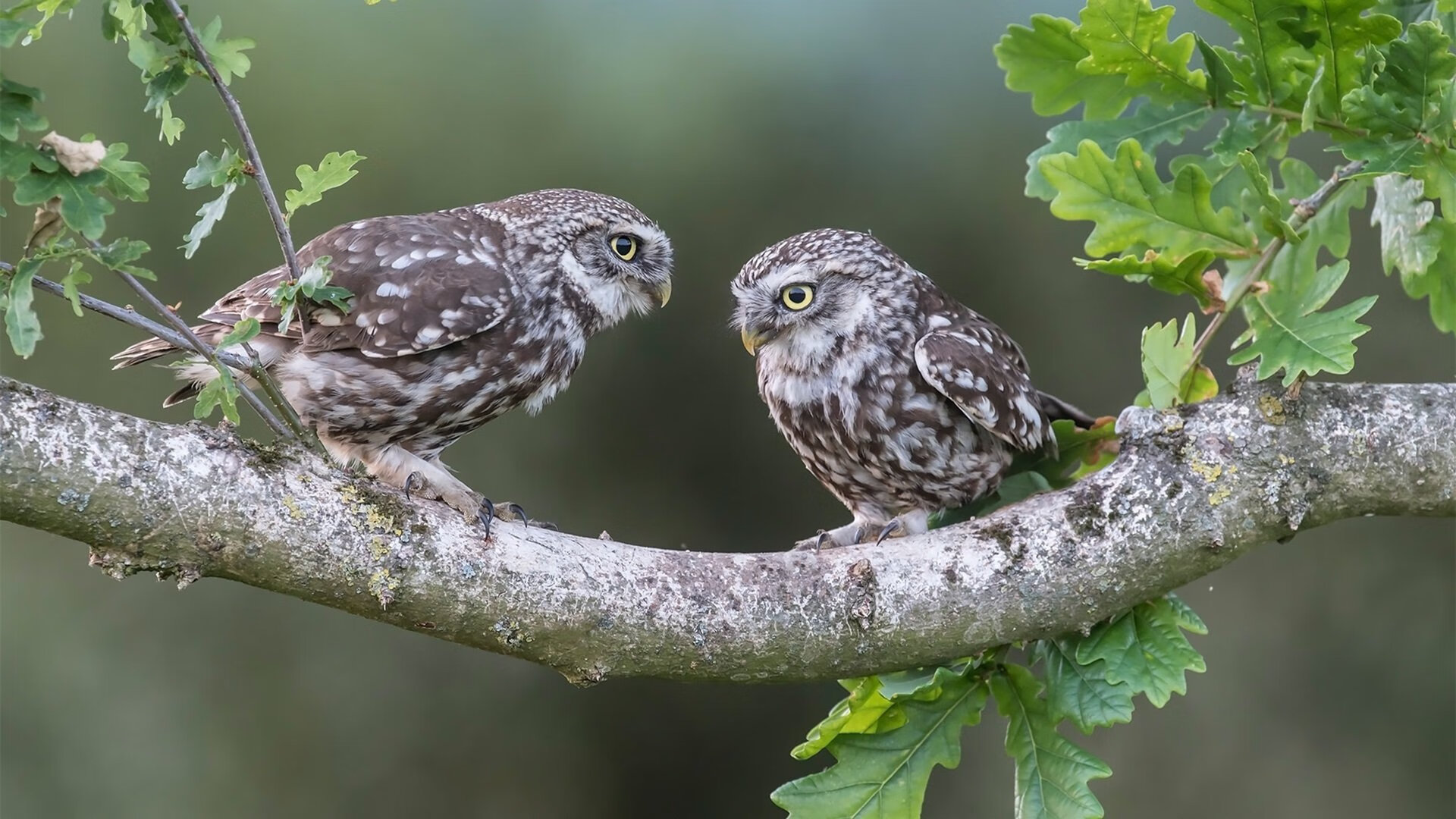 华体会hth官网-猛龙外线火力强劲，对手难以招架，猛龙完整版