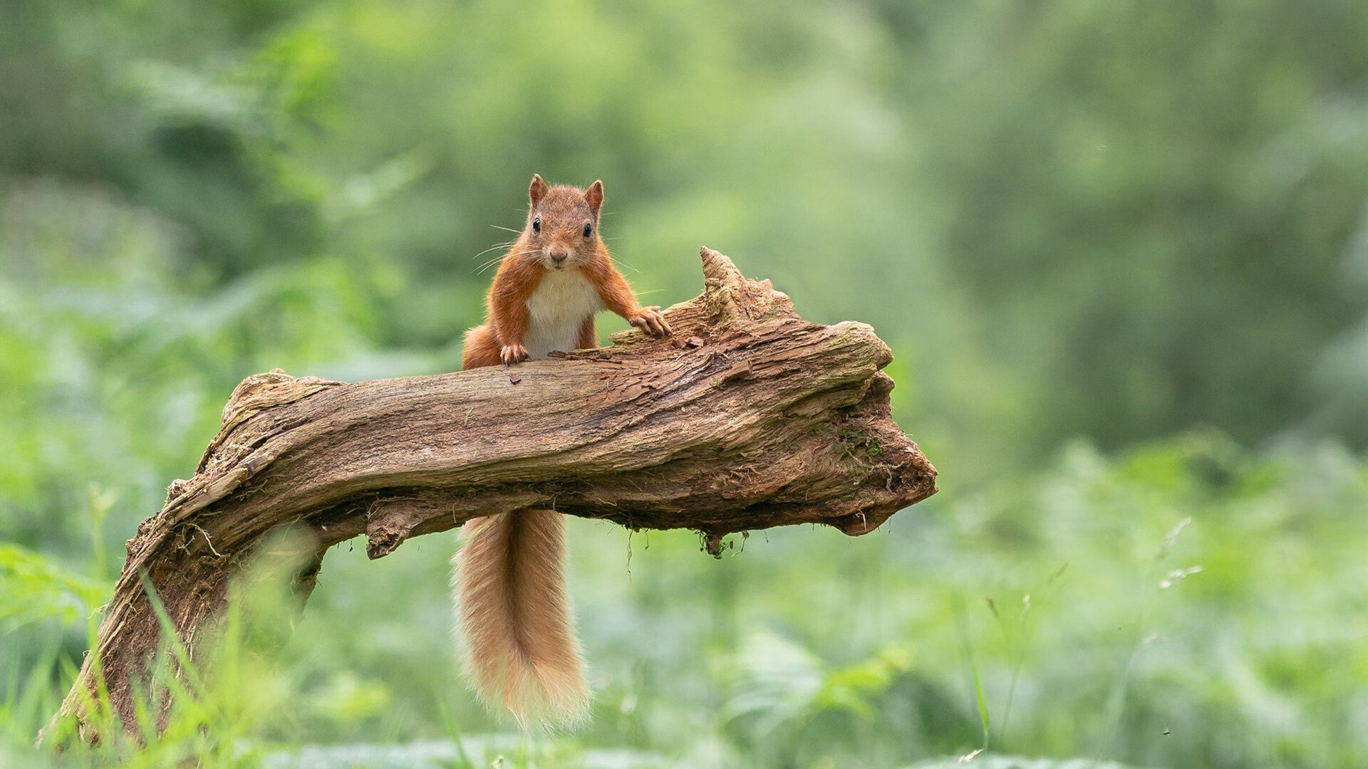 那不勒斯是否能再次复制意甲冠军奇迹,那不勒斯获得意甲冦军是那年