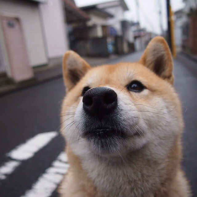 中国足球战术分工细化程度分析模型,足球技战术分析