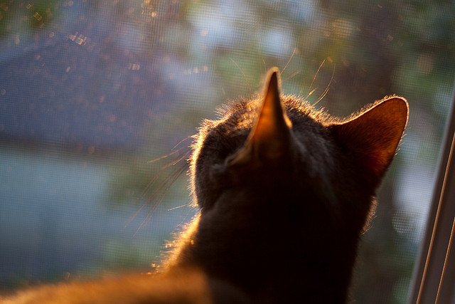 体育器材出口合规性政策研究,体育器材出口市场
