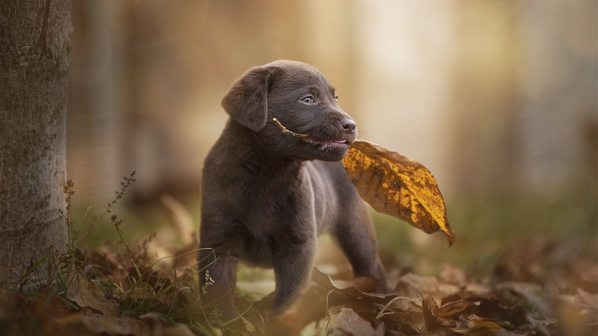 努涅斯成沙特豪门新目标,努涅斯是哪个俱乐部