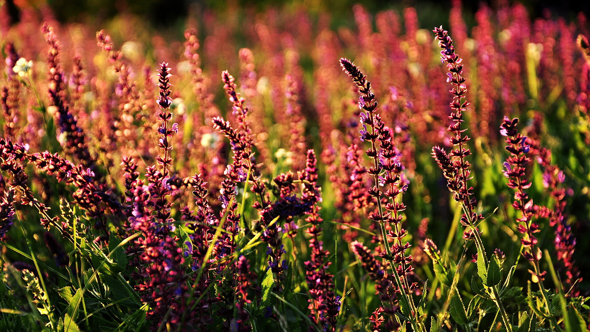 华体会hthapp下载入口-中甲联赛扩展裁判教育项目提升执法专业程度，裁判执法能力