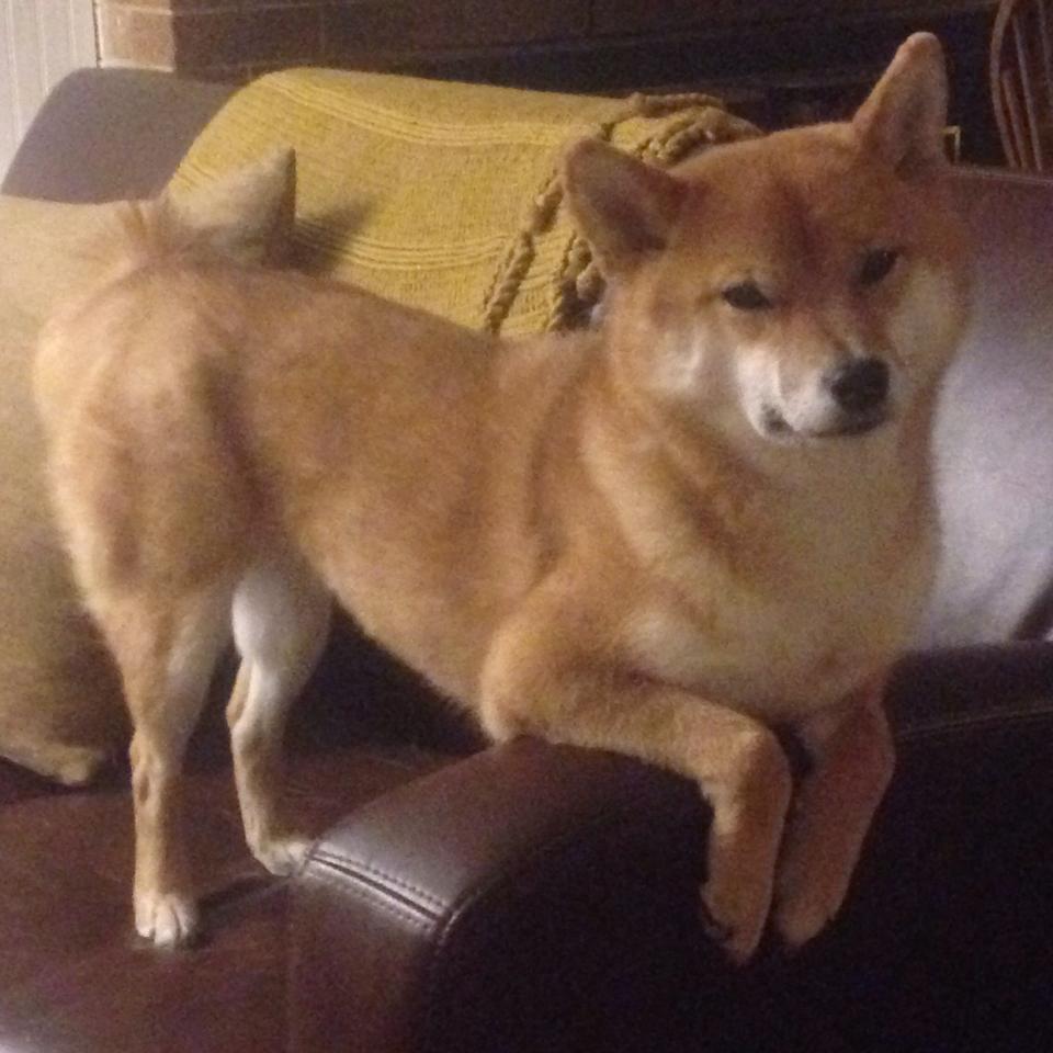 华体会hth平台下载-单节比分控制精准，比分接近常态，比分单多还是双多