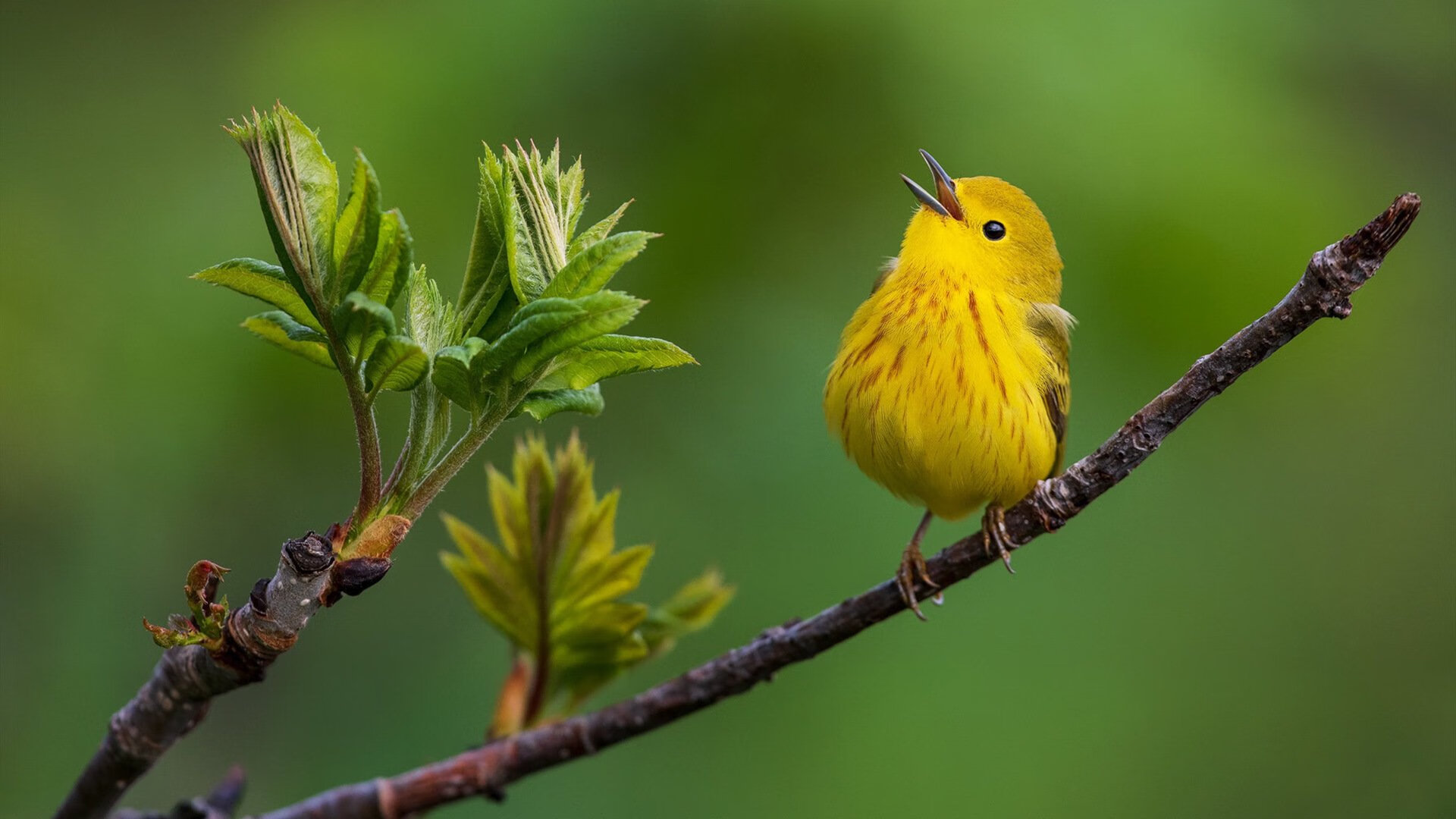 男子篮球国家队提高防守覆盖范围,男子篮球队员名单