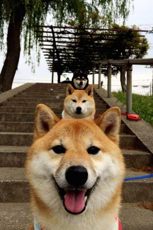 美洲杯明星闪耀:技艺与勇气的绝佳结合,美洲杯人气